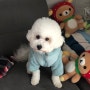 강아지 겨울나기 준비 완료🌈 강아지 후리스 추천!