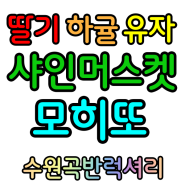 곡반정동전자담배 - 마샤액상 (하귤, 유자, 딸기, 샤인머스켓, 모히또)