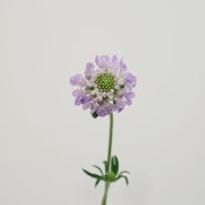 [ 2021. 12. 15 ] 스노우폭스플라워 오늘의 꽃