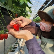 [포천/에덴농장] 딸기체험 /방울토마토체험