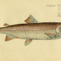 Family Salmonidae Jarocki or Schinz, 1822 (salmonids) 연어과 サケ科 살모니드