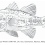 (Part 2 ) Family Apogonidae Günther 1859 (cardinalfishes) 동갈돔과 テンジクダイ科 카디날피쉬