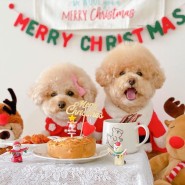 [강아지수제케이크 추천] 강아지 크리스마스케이크는 해피팡팡에서 !