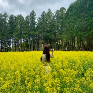 5월의 제주(2) 🌼🌳