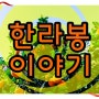 12월 제철과일 제주도 한라봉 세콤달콤한 맛에 너무나 끌리네요...^^;;