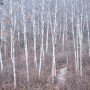 드라마 ‘킹덤2’ 촬영지 원대리 자작나무…속삭이는 자작나무 숲