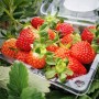 경기도 아이와 가볼만한 곳 연천 모아베리교육농장 딸기수확체험, 딸기잼만들기 농촌체험 여행