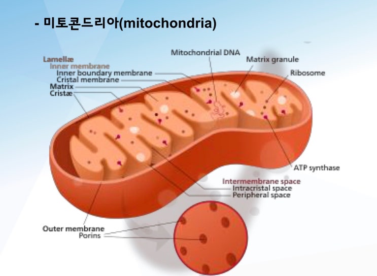 세포(cell ) 의 구성 / 세포막, 세포질 세포핵, 소기관 : 네이버 블로그