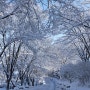 베어트리파크에서 알아보는 겨울나무의 매력