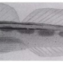 Subfamily Gobiinae Cuvier 1816 (gobies) 고비(Part 2 D =>G)