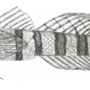 Subfamily Gobiinae Cuvier 1816 (gobies) 고비(Part 1 A =>C)