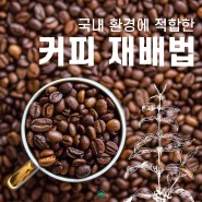 국내 환경에 적합한 커피 재배법 알려드려요!