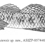 Subfamily Gobionellinae Bleeker 1874 (oxudercids) 옥수더시드 미끈망둑류 , 밀어류 등 (Part 2 N =>Z)