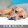 강아지 애디슨 병