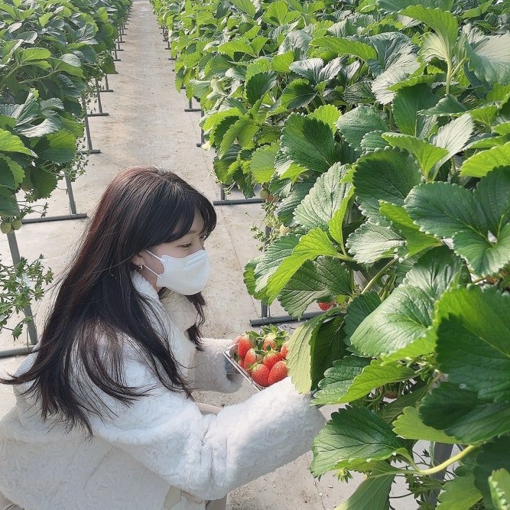 남양주 딸기체험 한사랑 딸기 농장 체험 가격 아기랑 갈만한 곳