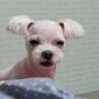 [강아지 수술&비용/영천 동물병원 추천] 10살 강아지의 뒷다리 혹떼기 수술