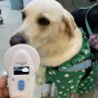 호주 브리즈번으로 가는 동물검역 준비를 위해 방문한 리트리버 강아지 여르미 : 반려동물 호주 입국 출국 이민 절차 비용
