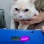일본으로 가는 고양이 : 아메리칸 컬 고양이 레옹 : 일본 검사 수입허가서 검역증 건강증명서 광견병항체가검사 광견병검사