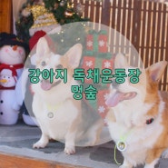 [인천 강화도] 강아지 무인 독채운동장_멍숲
