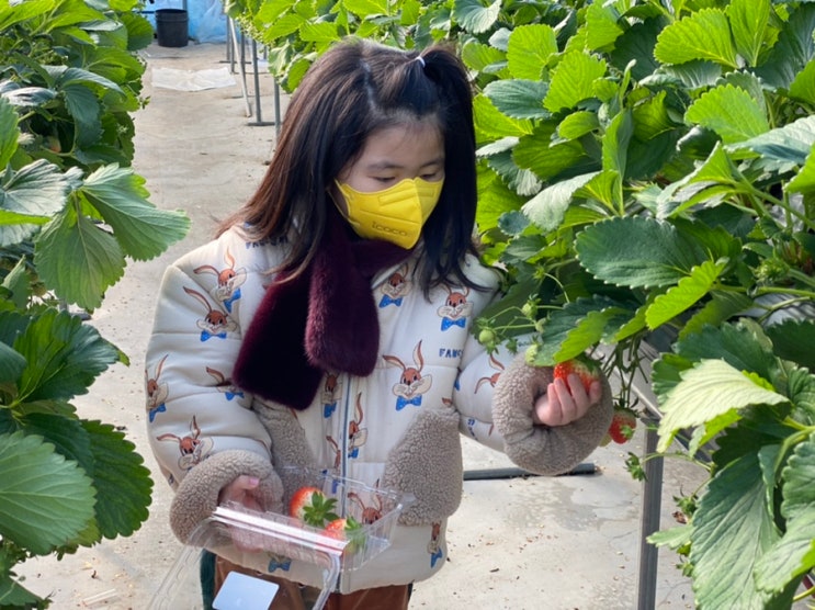 경기도 아이랑 가볼만한곳, 딸기농장체험 남양주 한사랑딸기...