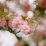 캐논ae1 봄 진주 겹벚꽃 ,함안 무진정