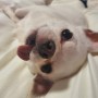 일본 후쿠오카 집에 잘 도착한 치와와 강아지 시로 : 강아지 고양이 일본 입국 출국 이민 반려동물 해외 동물검역 동물운송