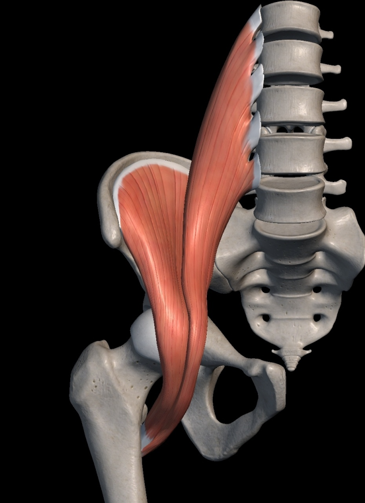 Iliopsoas (장요근, 엉덩허리근) : Iliacus + Psoas Major (장골근 + 대요근) : 네이버 블로그