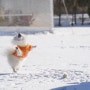 눈오는날 강아지 일상 발바닥 관리는 필수