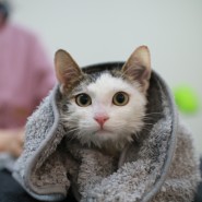 묘신사 그루밍에서 아기 고양이 꼬맹이 목욕 시키기