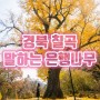 경북 칠곡 가을 여행지 단풍구경 대흥사 말하는 은행나무
