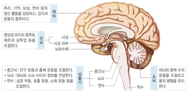 신경계 : 네이버 블로그
