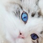 햇살가득한 날 푸른보석같이 영롱하고 신비로운 랙돌고양이 딥블루 캣츠아이_고양이눈 스페셜