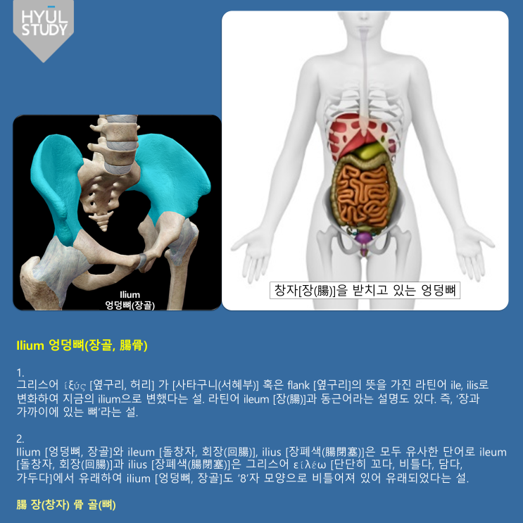 Ilium 엉덩뼈(장골)이란? : 네이버 블로그