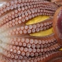#양산증산동해바다꽃새우:크레이피시통마리찜|피문어통마리|심해흑소라찜|대하구이