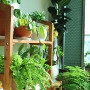 2021년 마지막날의 우리집 식물들 - 베란다정원, 거실정원