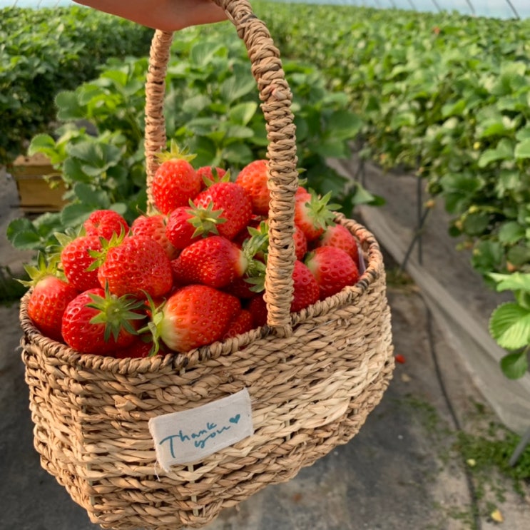 통영 듬뿍농원 , 딸기체험농장