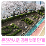 연제구 온천천 시민공원 벚꽃 만개