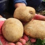 감자 심는 시기 아직 늦지 않았어요. 감자 심는 시기. 감자 심는 법. 감자 심는 간격.