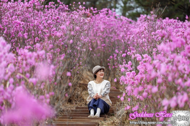 대구 와룡산 진달래, 대구 이월드 벚꽃, 구례 치즈랜드&벚꽃길.