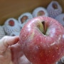 맛있는 사과 선물 사과의효능 이룸농장