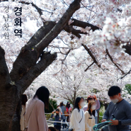 진해벚꽃명소 경화역 벚꽃현황 4월 봄 나들이