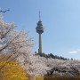 대구 이월드 벚꽃 개나리 만발 2022년 4월