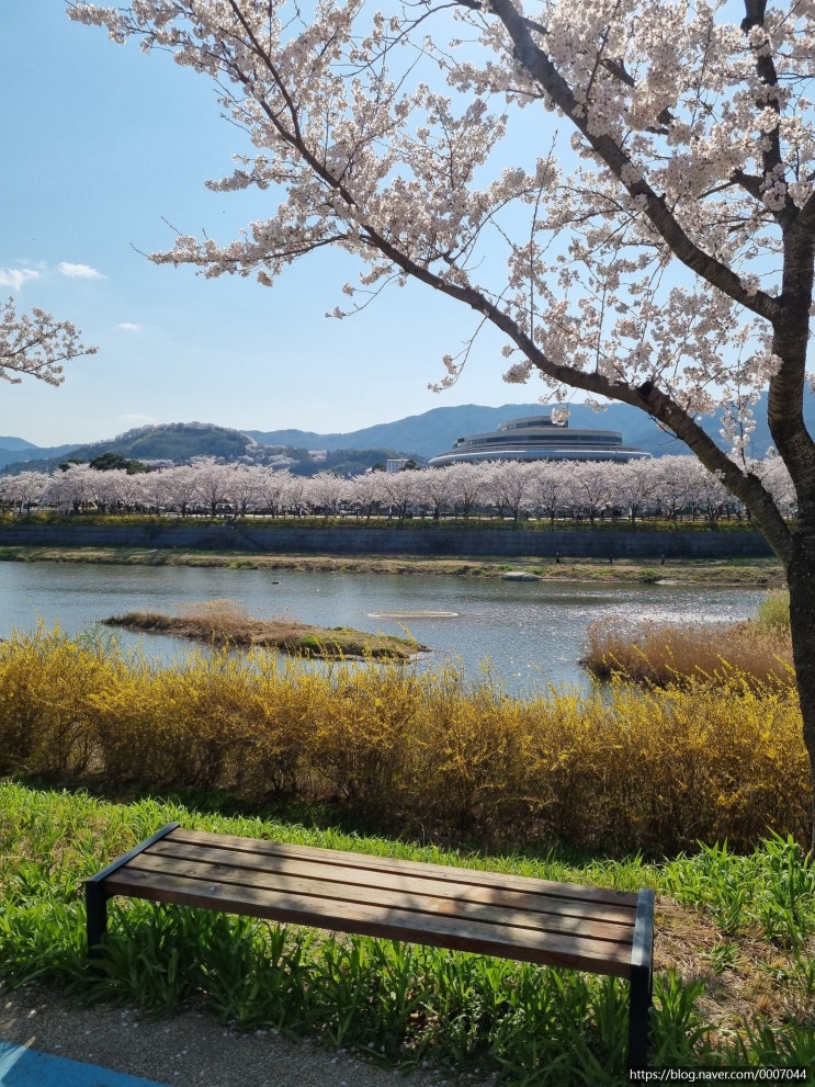 전남 벚꽃 명소 구례 섬진강 벚꽃길 아름다운 전라도 여행