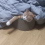 [초코냥이] 우리집 고양이