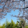 부산명소 대저벚꽃 강서낙동강변30리벚꽃길 나들이