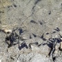 꼬물꼬물 웅덩이속 올챙이들