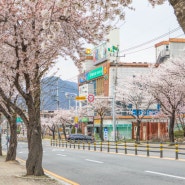 가평역펜션 하나로마트 자라점 픽업 벚꽃 만개