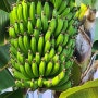 원주기업도시 바나나가 있는카페-원프리카