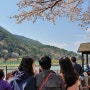 광양 서천공원 벚꽃 만개