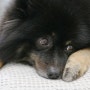 강아지 당뇨 췌장염 1년 - 샤샤의 프록토사민 , 혈액검사